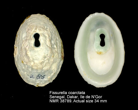 Fissurella coarctata.jpg - Fissurella coarctataKing & Broderip,1831